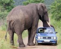 elephant and car